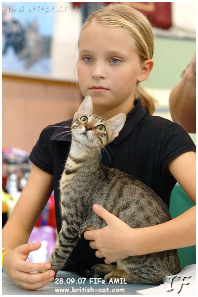 Когда можно кошку вязать Когда можно кошку вязать